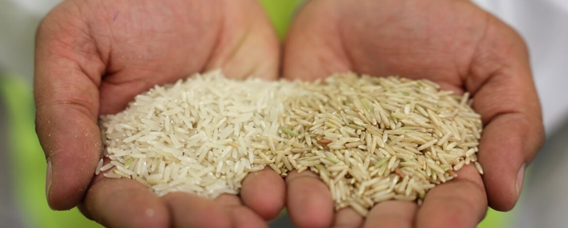 Top Rice Exporting Company in Dubai
