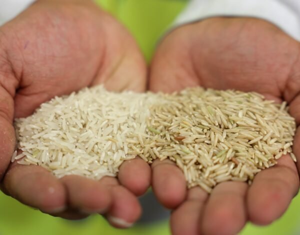 Top Rice Exporting Company in Dubai