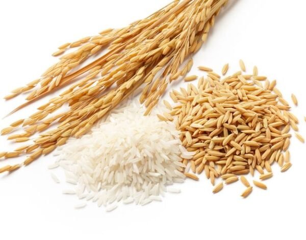 Best 1121 Basmati Rice exporter