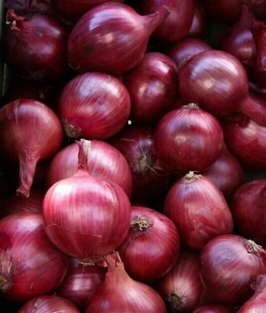 Fresh Onion Fresh Onion