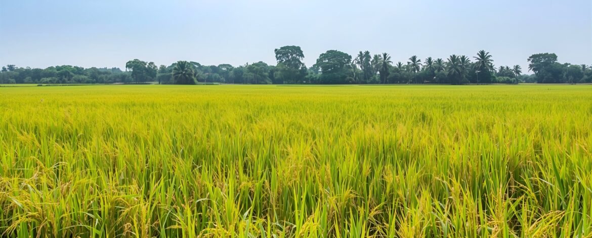 Premium Rice Supplier in Middle East Premium Rice Supplier in Middle East