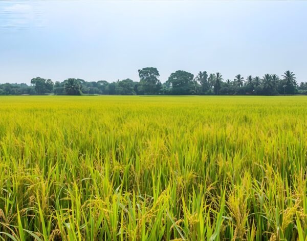 Premium Rice Supplier in Middle East