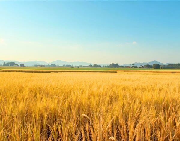 Top Rice Exporters in Dubai