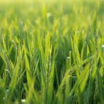 Largest Rice Supplier in Dubai