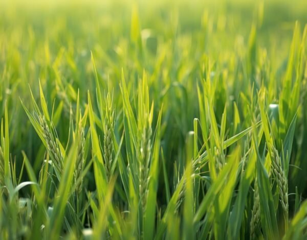 Largest Rice Supplier in Dubai