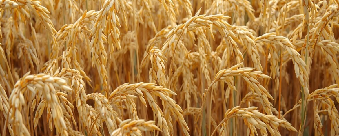 Top Private Label Rice Supplier