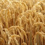 Top Private Label Rice Supplier