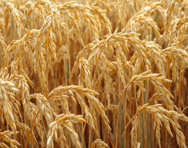 Top Private Label Rice Supplier