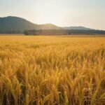 Top Kaima Rice Export Company