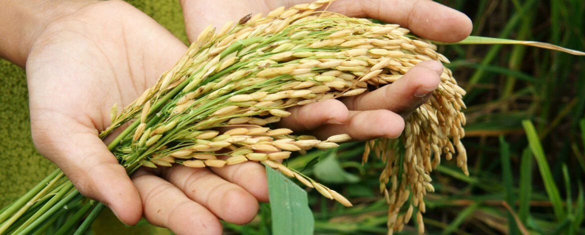 Top Rice Exporter in Dubai