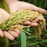 Top Rice Exporter in Dubai