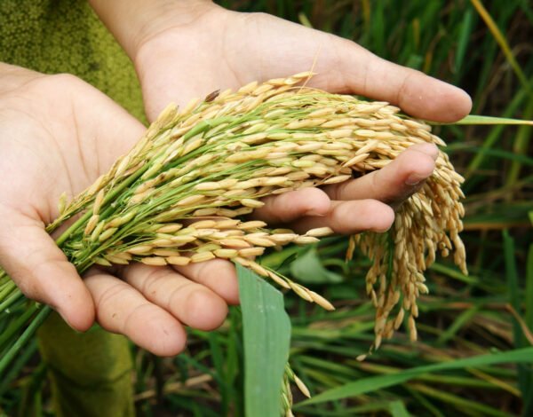 Top Rice Exporter in Dubai