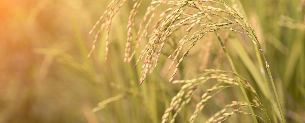 Top Residue-Free Rice Exporters