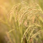 Top Residue-Free Rice Exporters