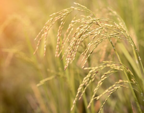 Top Residue-Free Rice Exporters