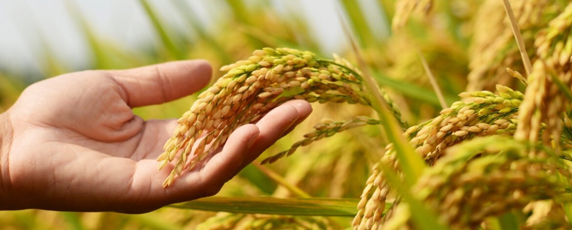 Exporters of Best Basmati Rice in UAE