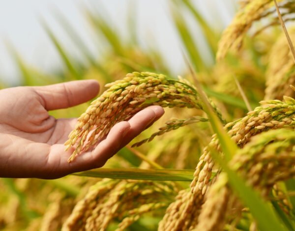 Exporters of Best Basmati Rice in UAE