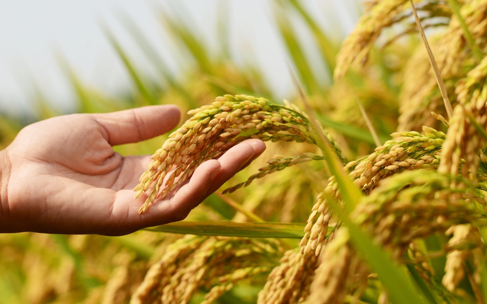 Exporters of Best Basmati Rice in UAE - Sunriseedible