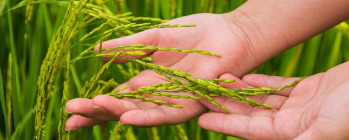 Leading Exporter of 1121 Basmati Rice