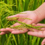 Leading Exporter of 1121 Basmati Rice