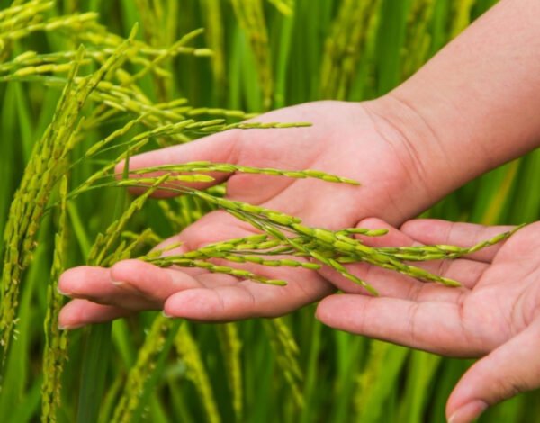 Leading Exporter of 1121 Basmati Rice