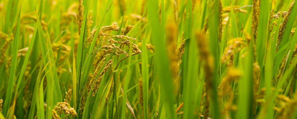 Your paragraph text (11)