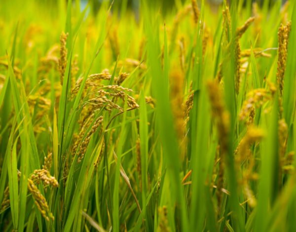 Your paragraph text (11)