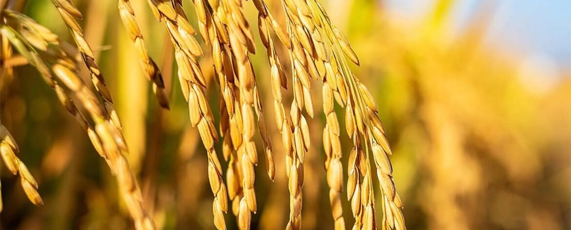 Top White Label Rice Exporter
