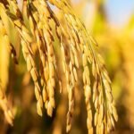 Top White Label Rice Exporter