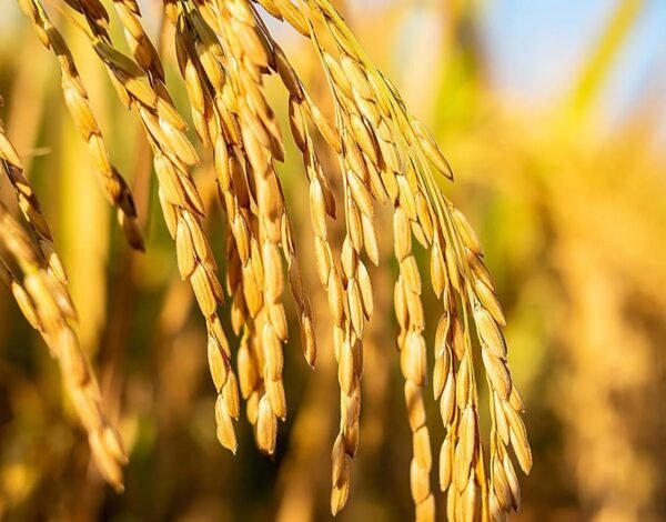 Top White Label Rice Exporter