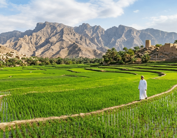 Leading Exporter of 1121 Sella Basmati Rice in Oman
